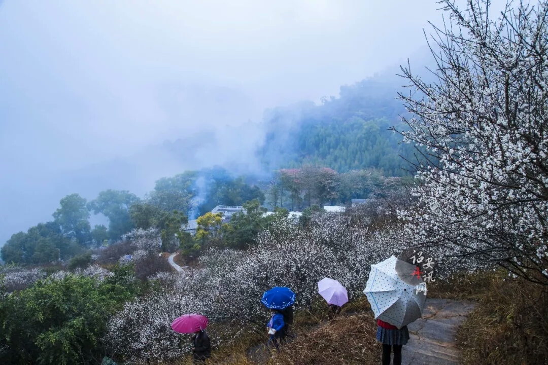 诏安青梅节,青梅之乡→红星梅园观梅花.