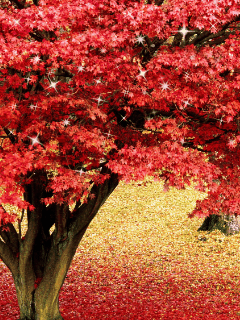 240_320竖版 竖屏gif 动态图 动图