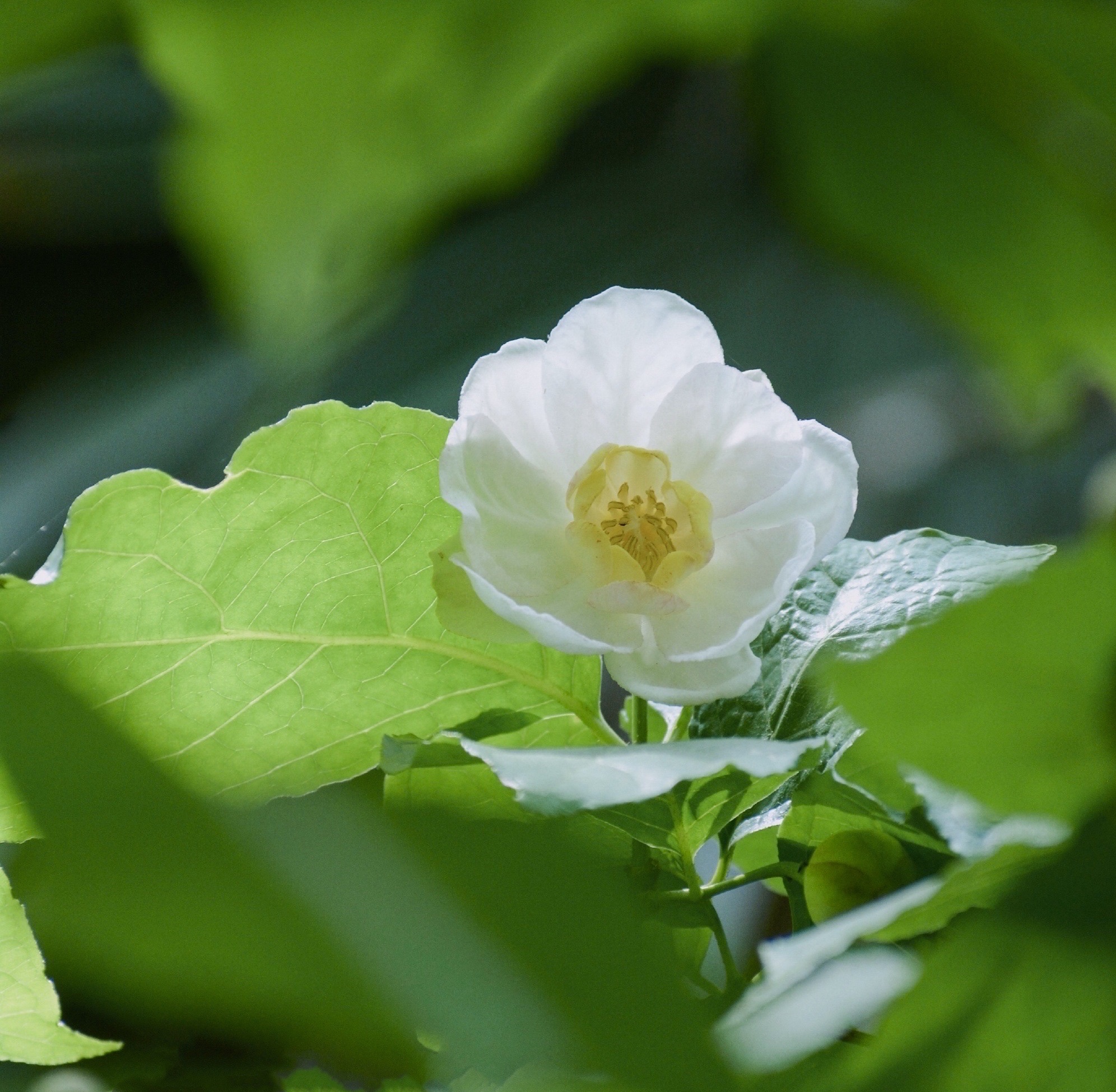 【首发】夏蜡梅