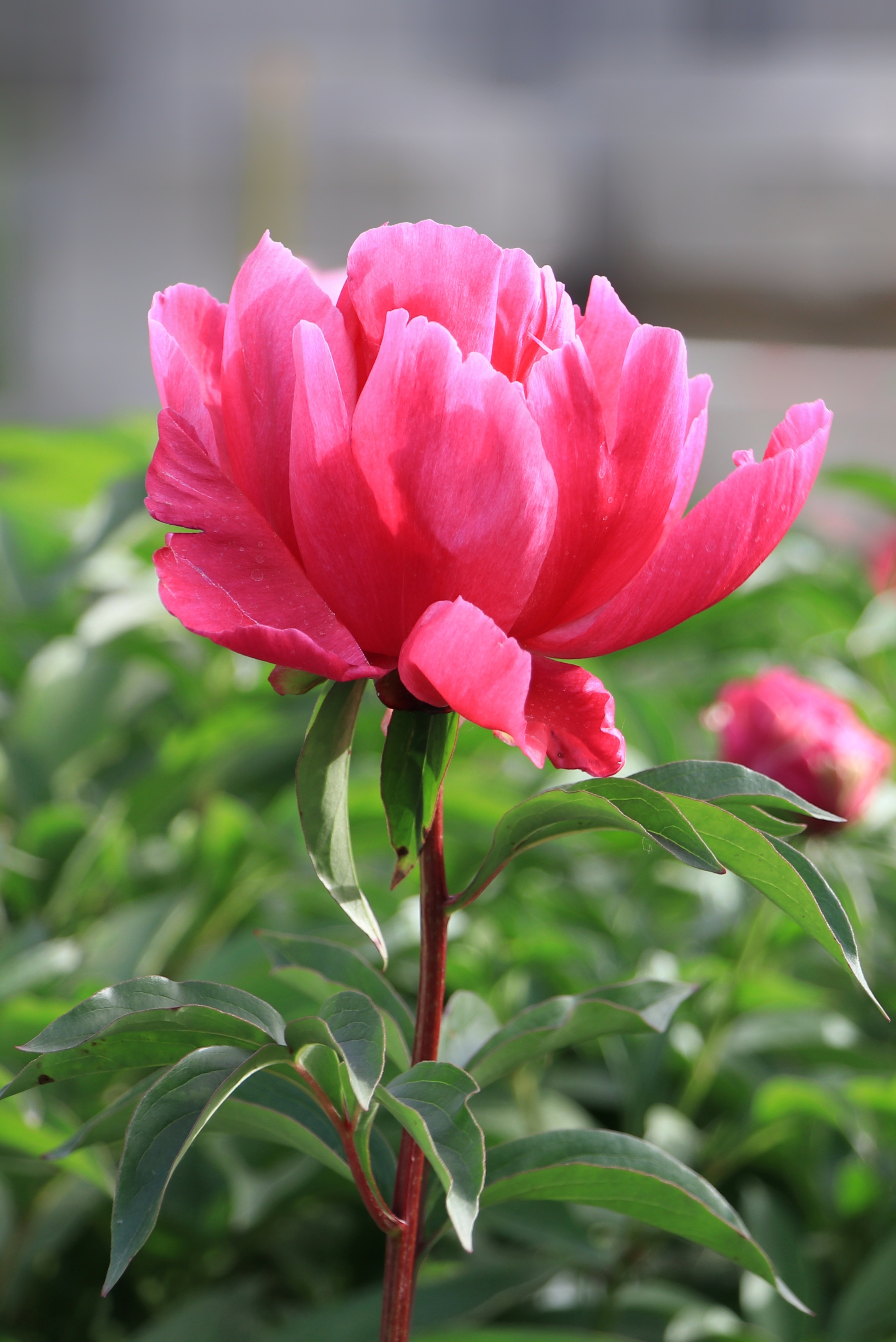 芍药的品种及图片大全图片