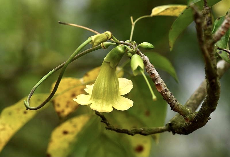 【首發】花城廣州～海南菜豆樹