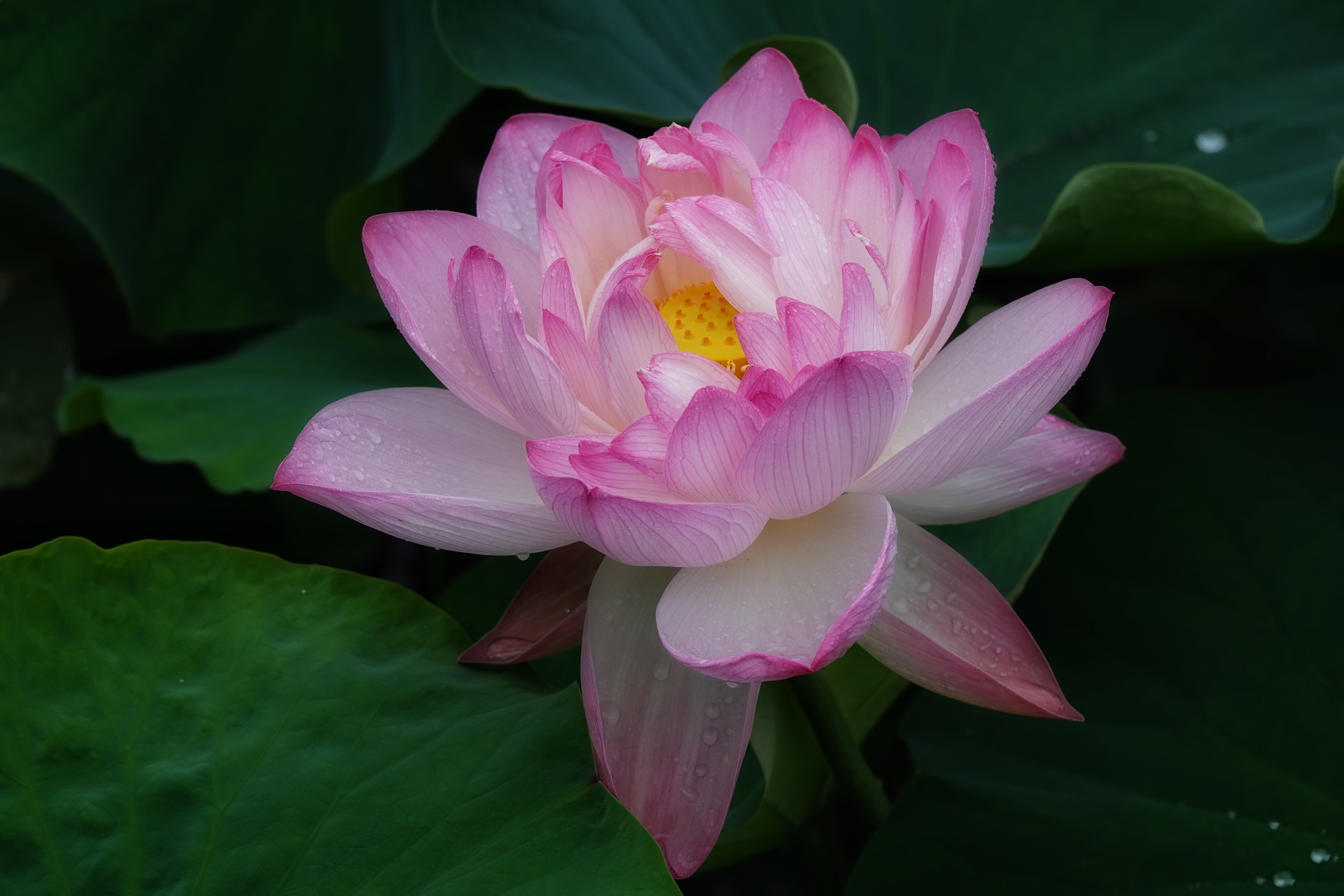 拍摄制作:曦月 诗词创作:王广林 含羞含姣,清水芙蓉窈窕 碧池边 莲叶