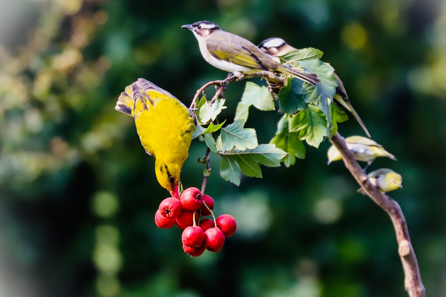 (吉他徐)(001)我的鸟趣—黄鹂鸟. 拍摄于青岛(山楂的诱惑)