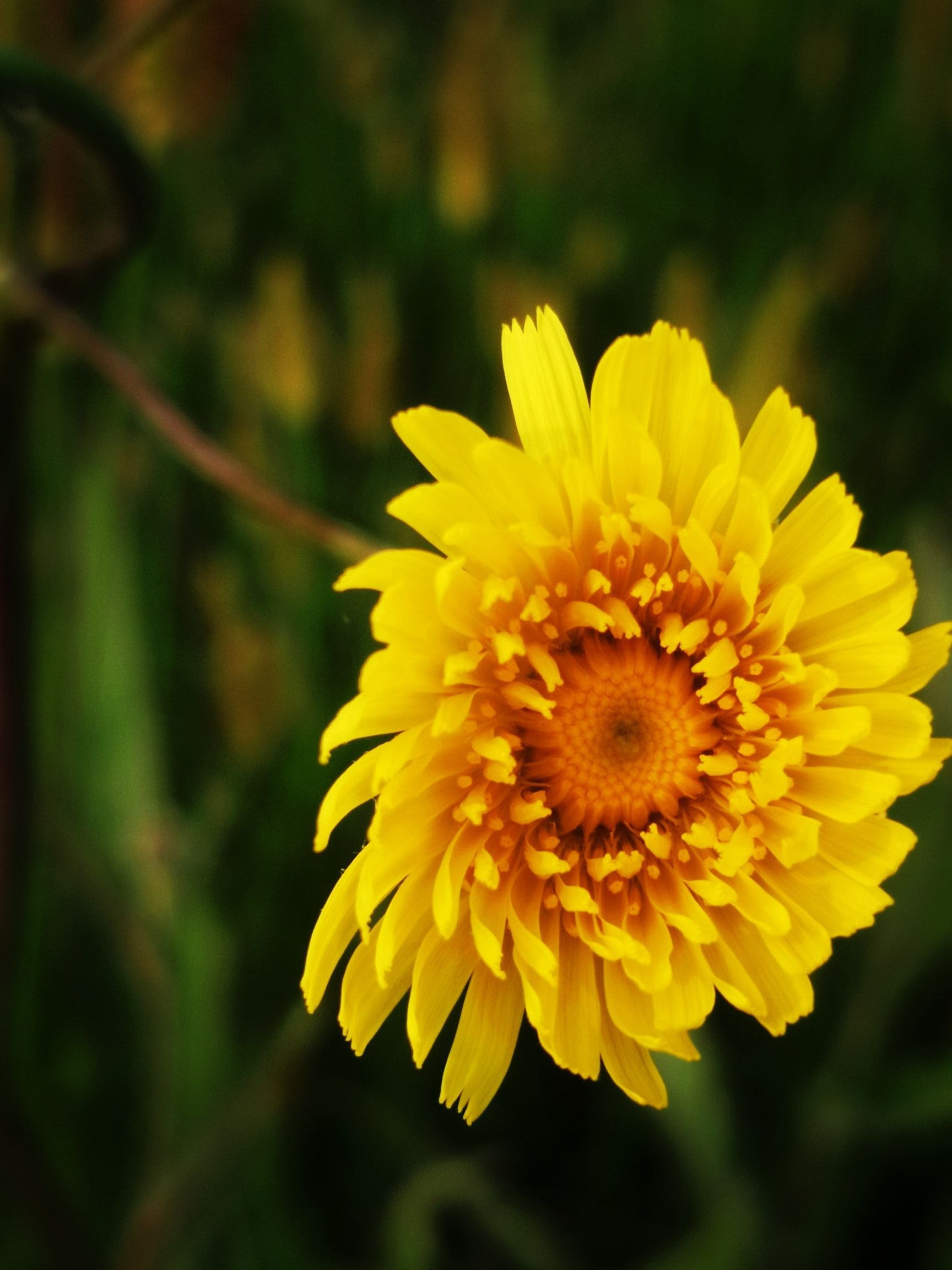 【原创首发】苦苣花