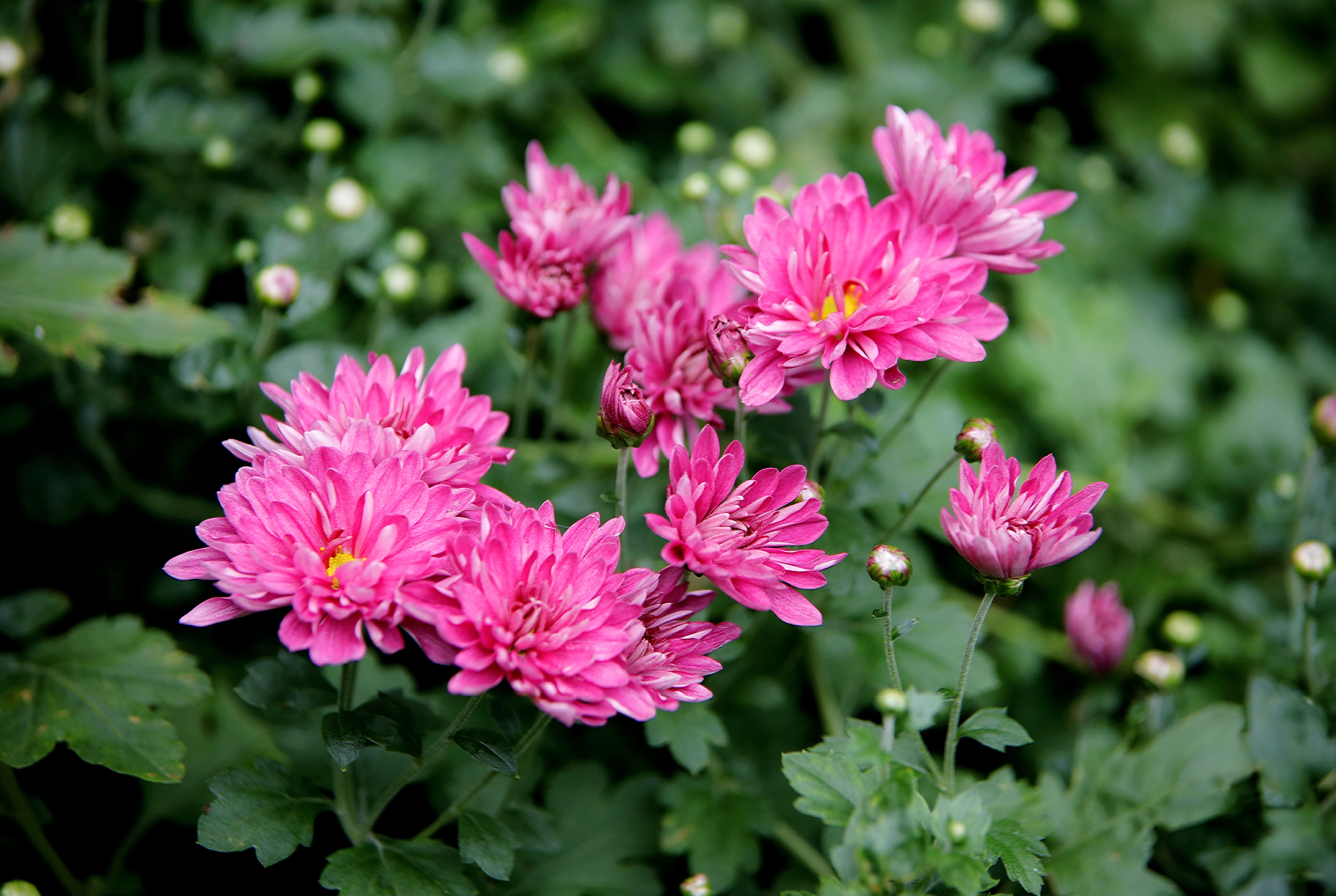 首发 秋菊