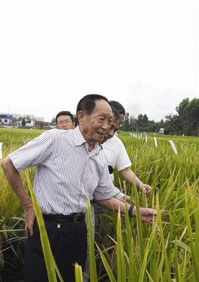 悼袁公 王鸿学 功高盖世栋梁才,稻谷芳菲居榜魁.