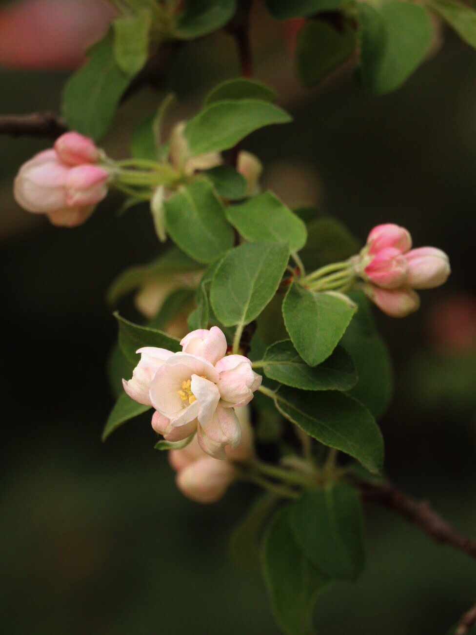 【首发】海棠花(六)