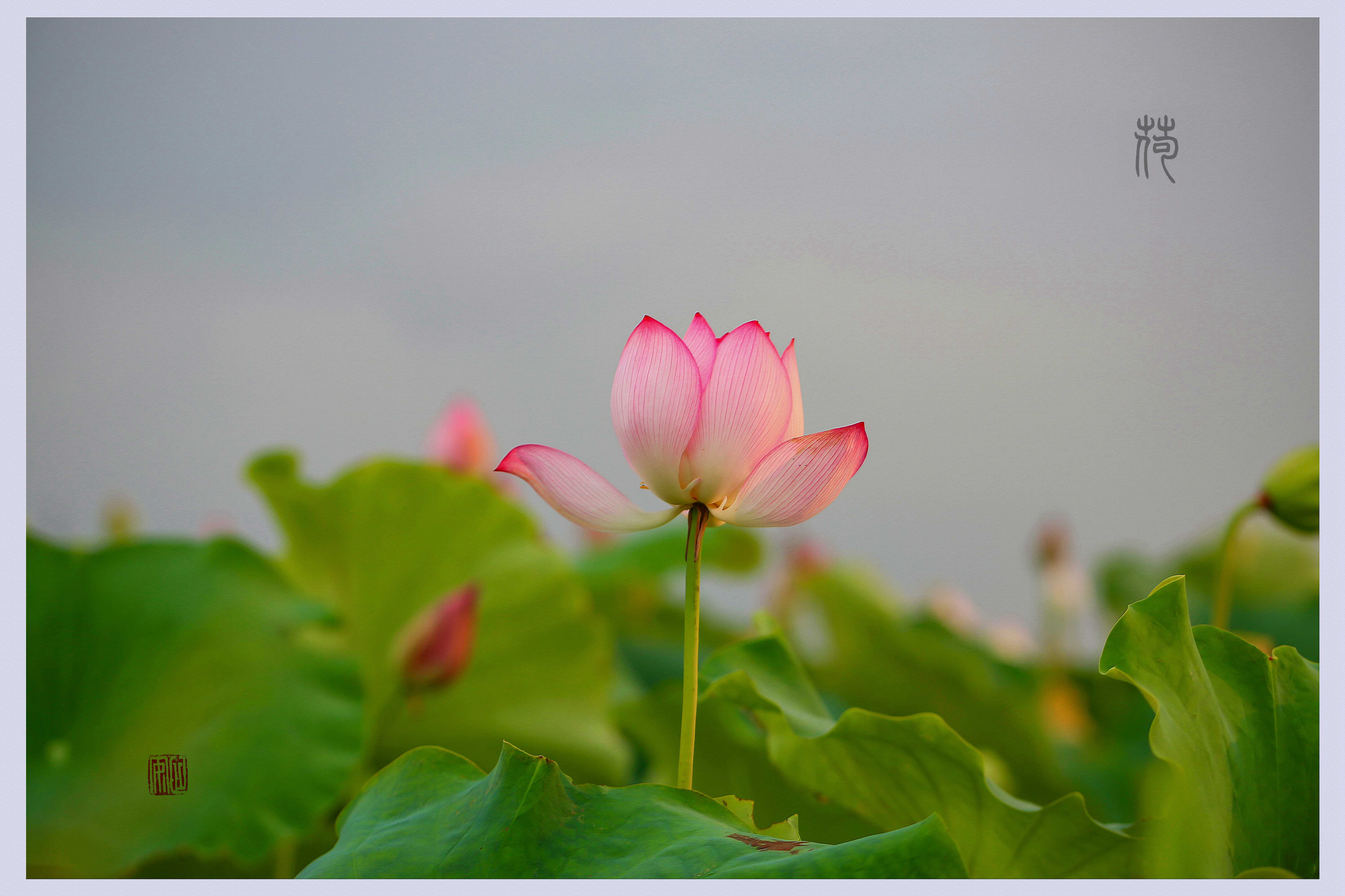 半畝方塘一鑑開天光雲影共徘徊