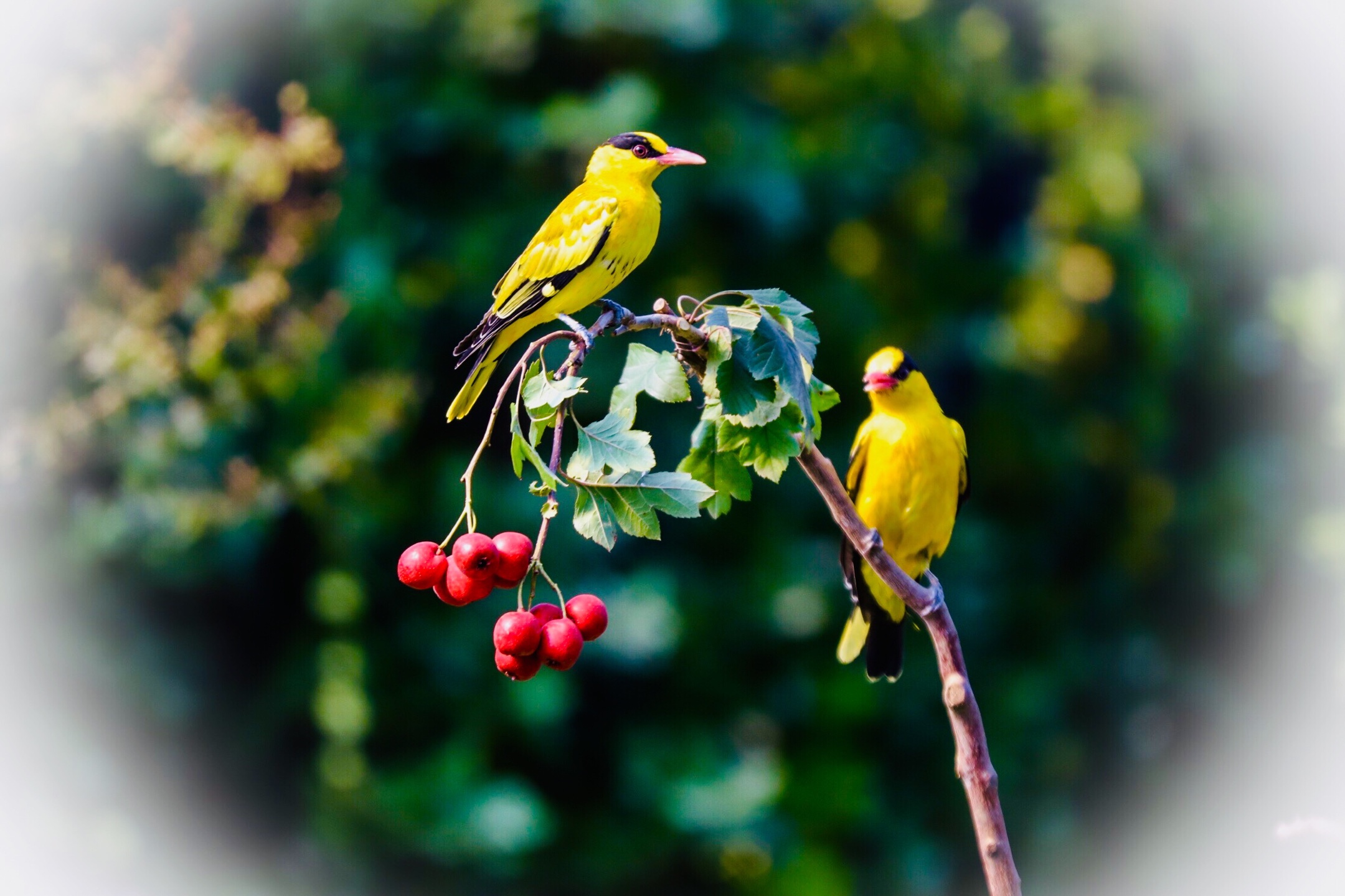 (吉他徐)(001)我的鸟趣—黄鹂鸟. 拍摄于青岛(山楂的诱惑)