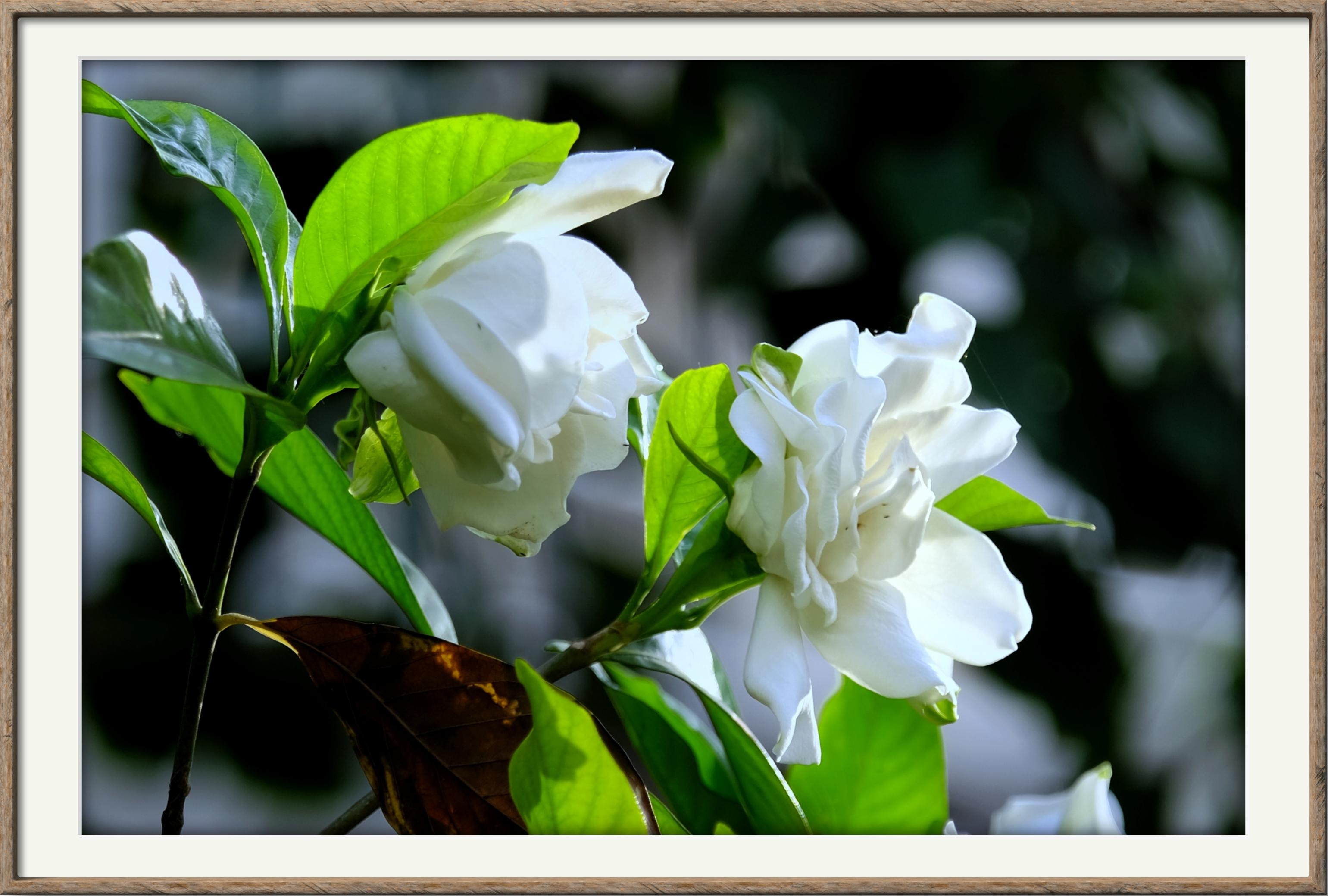 栀子花开(9)【vv首发】