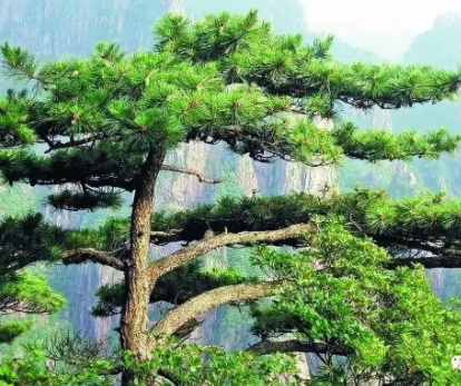 山坡,山上的花草树木,地上的飞禽走兽,早一低头畏惧,唯有黄山上的青松