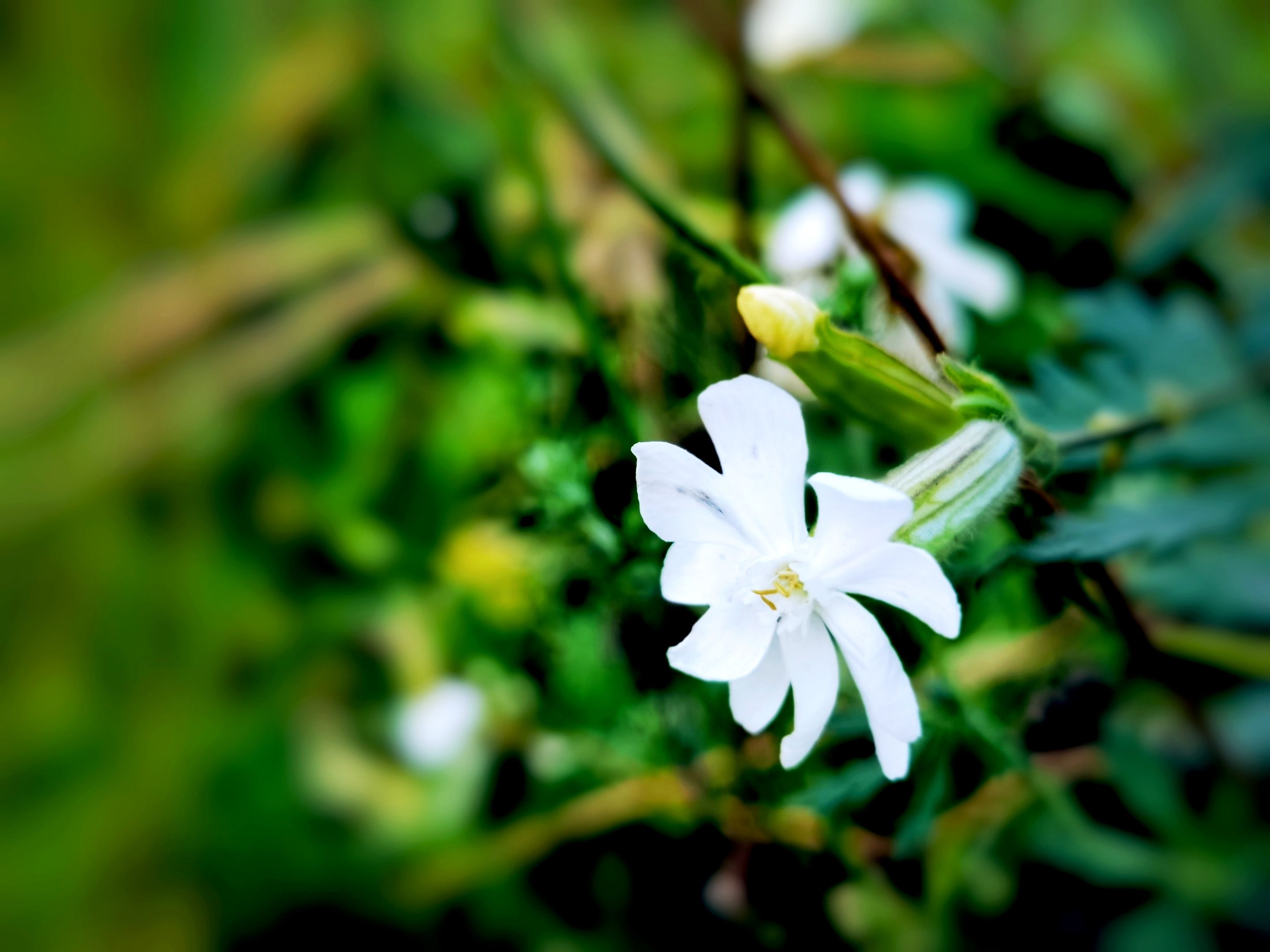 【首发】瓣浅樱卷卷 层层又重重