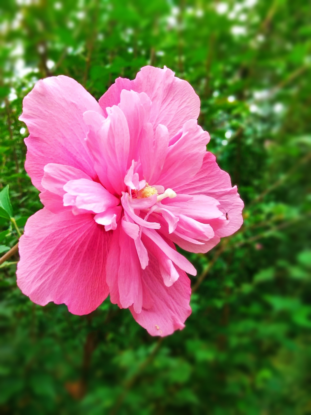 木槿花花语和象征意义(木槿花的含义和代表是什么?)