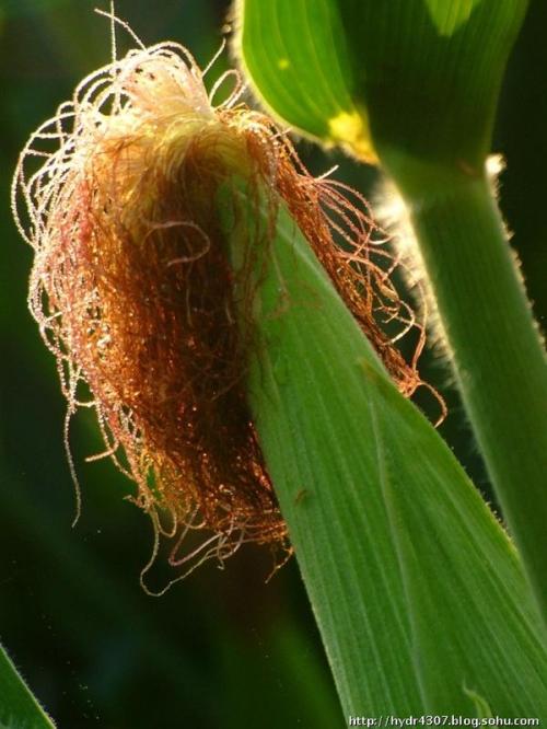 玉米须又称棒子毛,是一种常用的药物,无毒味淡.