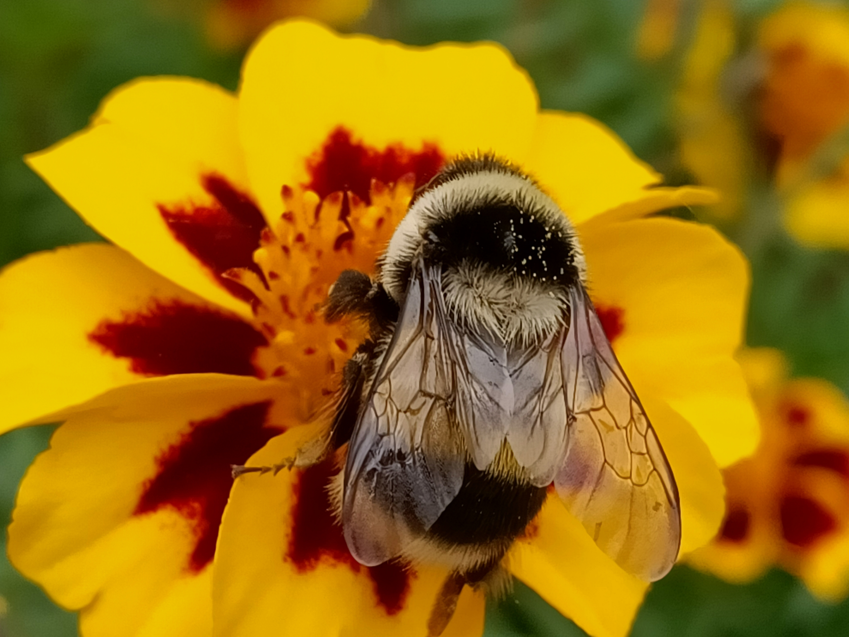 熊猫蜂(原创首发)