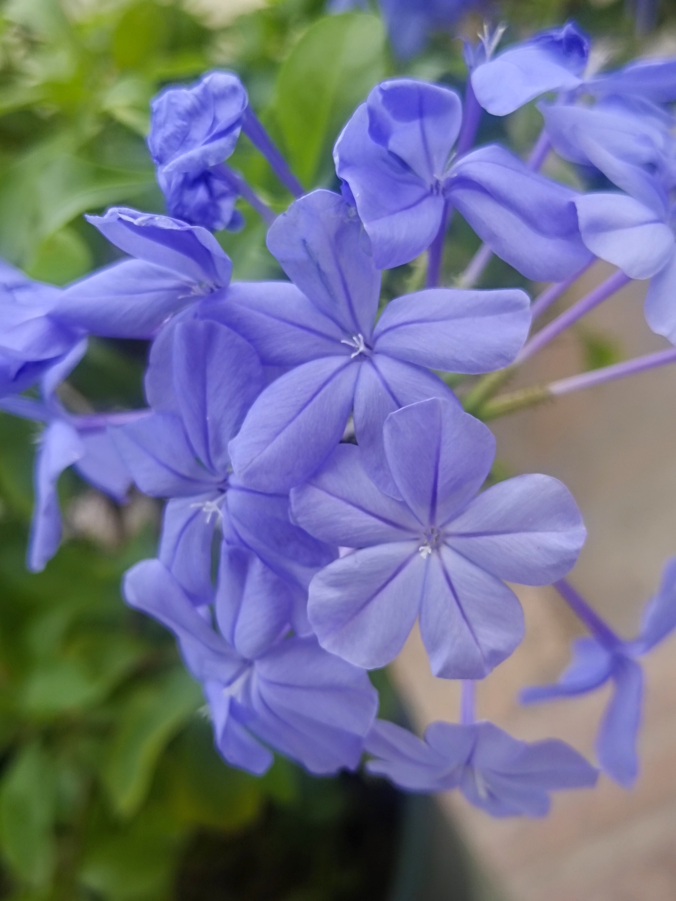 清照/手机拍摄 文字:清照 万绿丛中一朵蓝,那就是蓝雪花,也叫蓝花丹