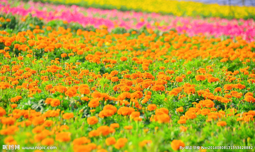 永興花海一日遊