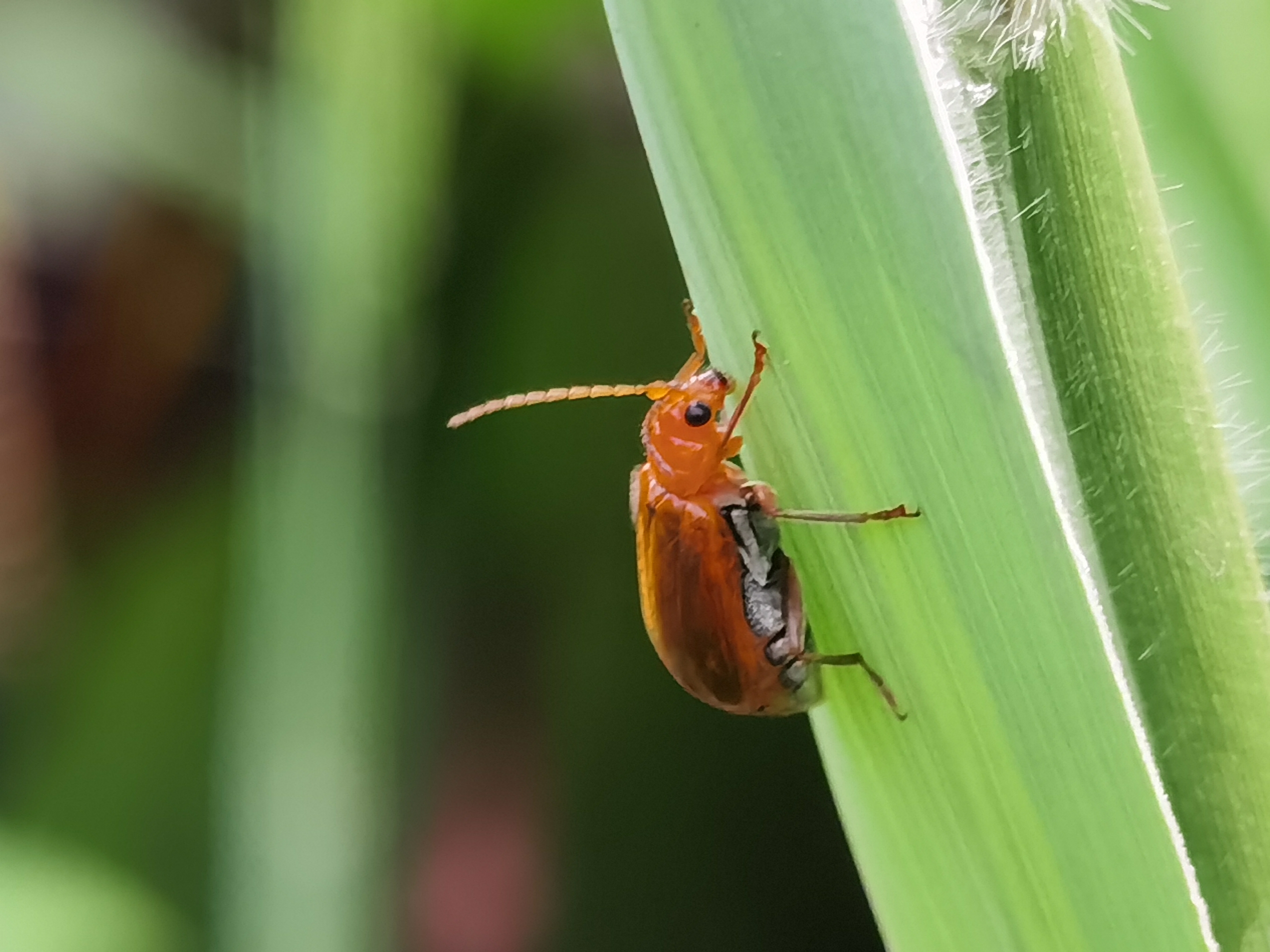 萌萌的黄守瓜黑守瓜【首发】