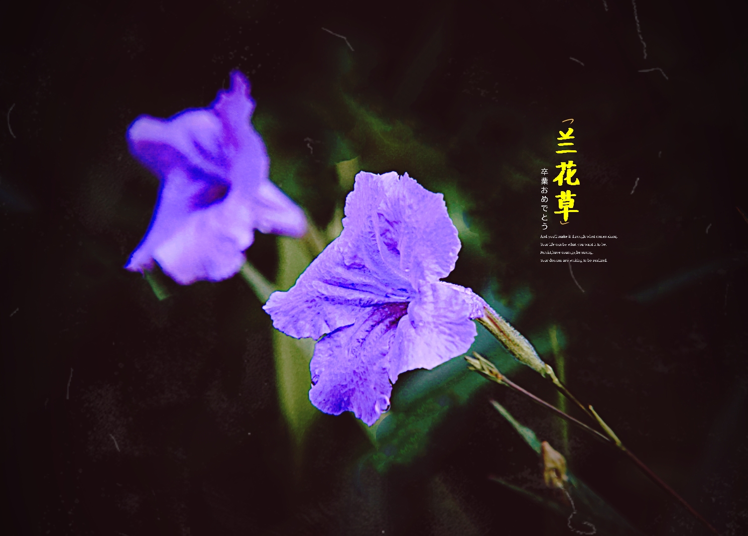 这朵以蓝紫色为主色调的小花,名字叫做蓝花草,也可以叫做翠芦