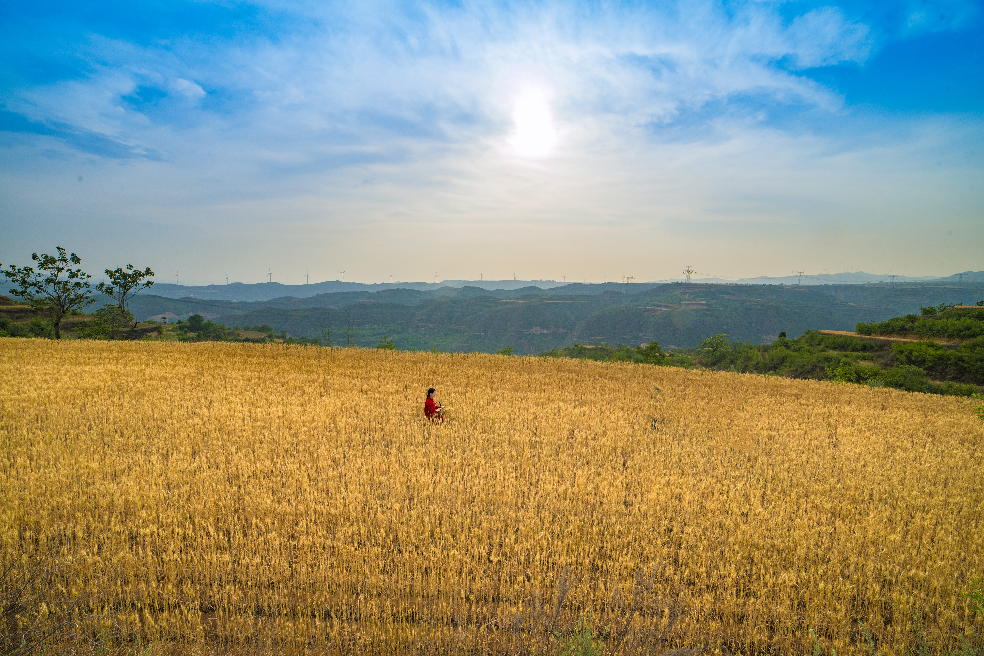 唯美麦田人像摄影九儿