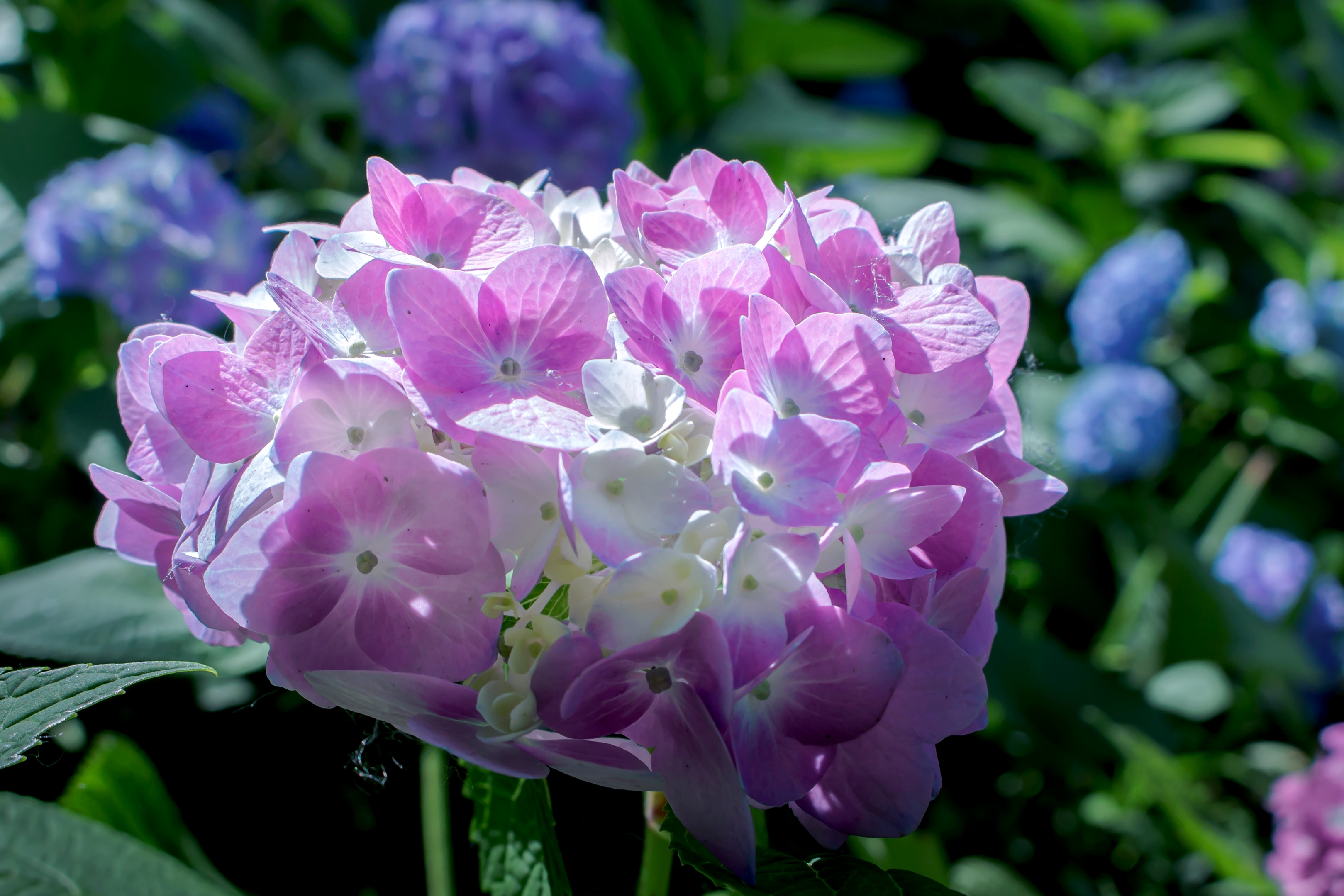 绣球花(首发)