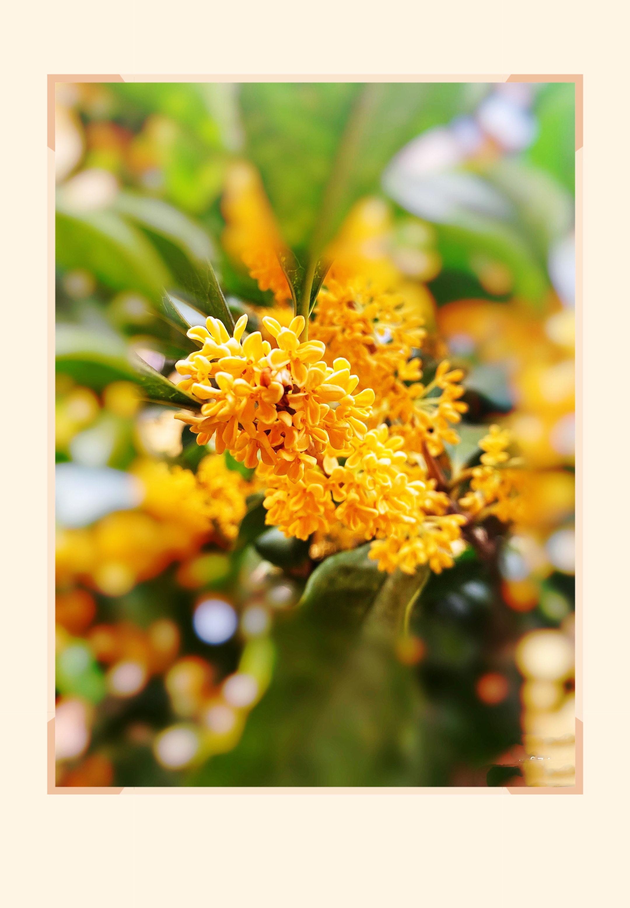 丹桂,又名:木犀,桂花,木犀属常绿乔木,花期在9月下旬至10月上旬.