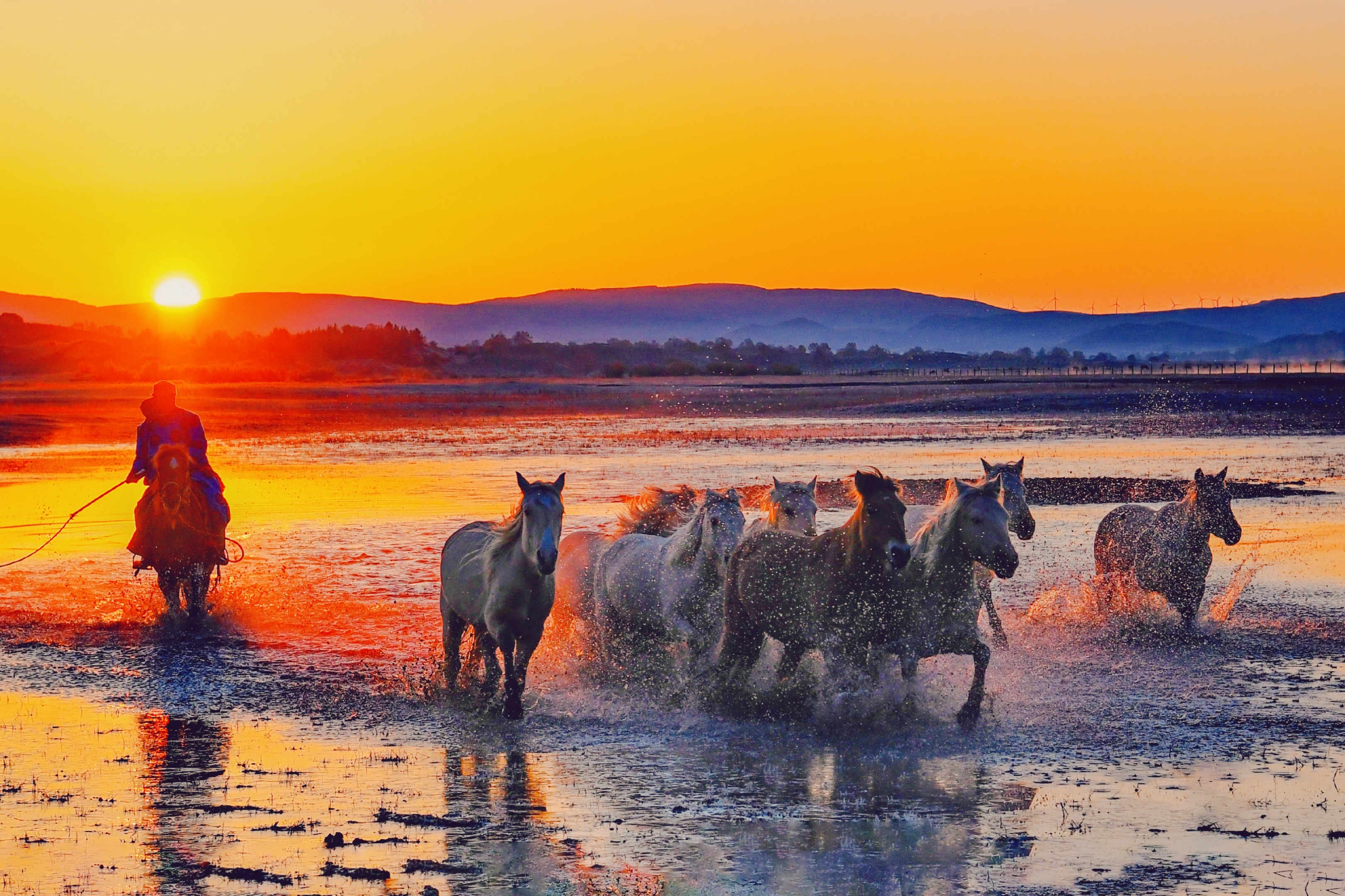骏马奔腾浴朝阳