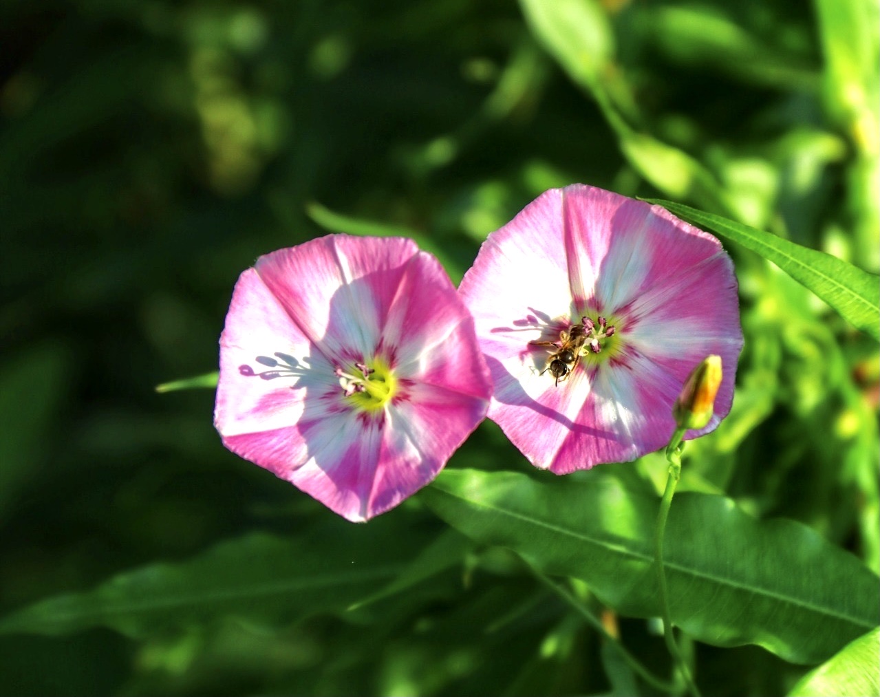 【首发】田旋花
