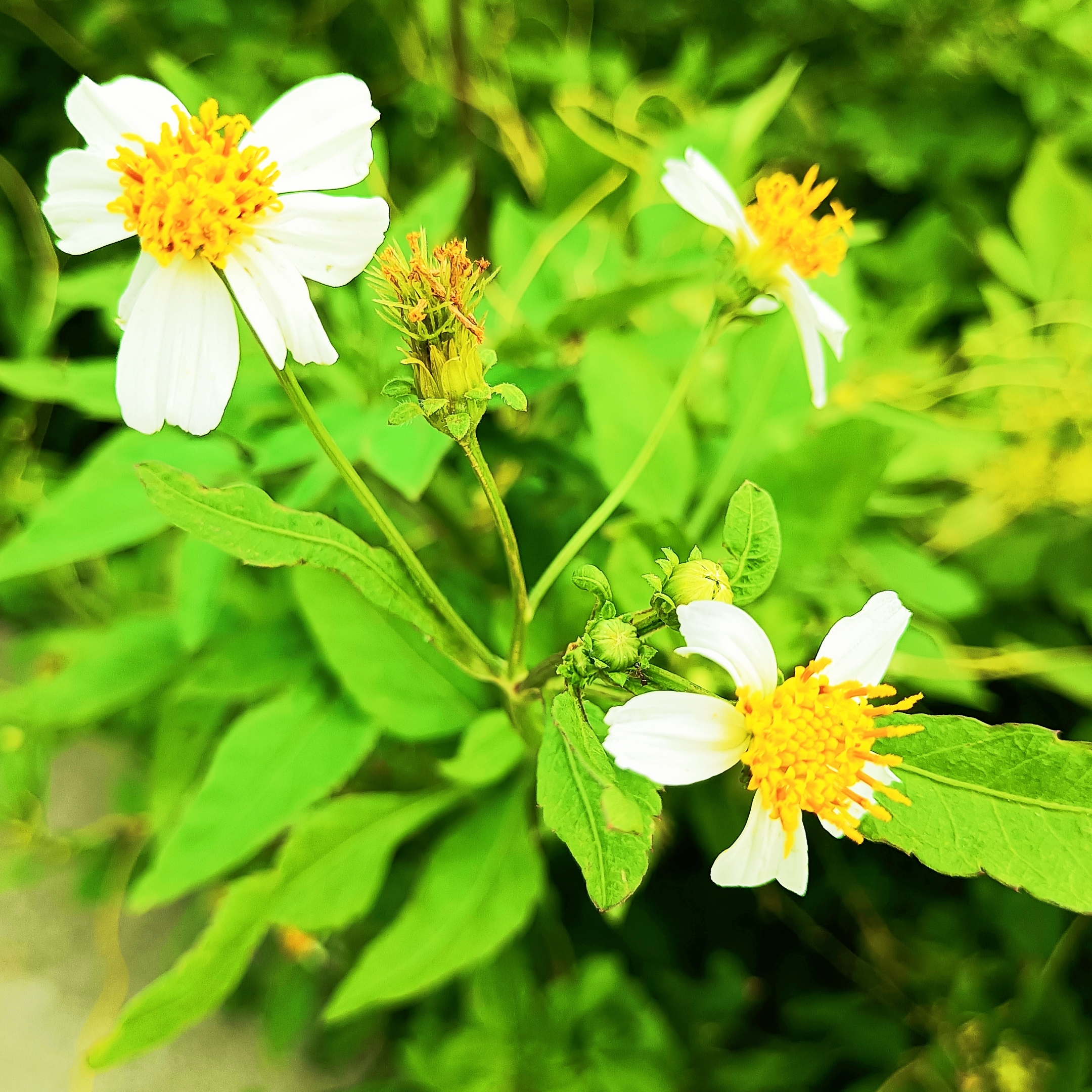 【首发】白花鬼针草