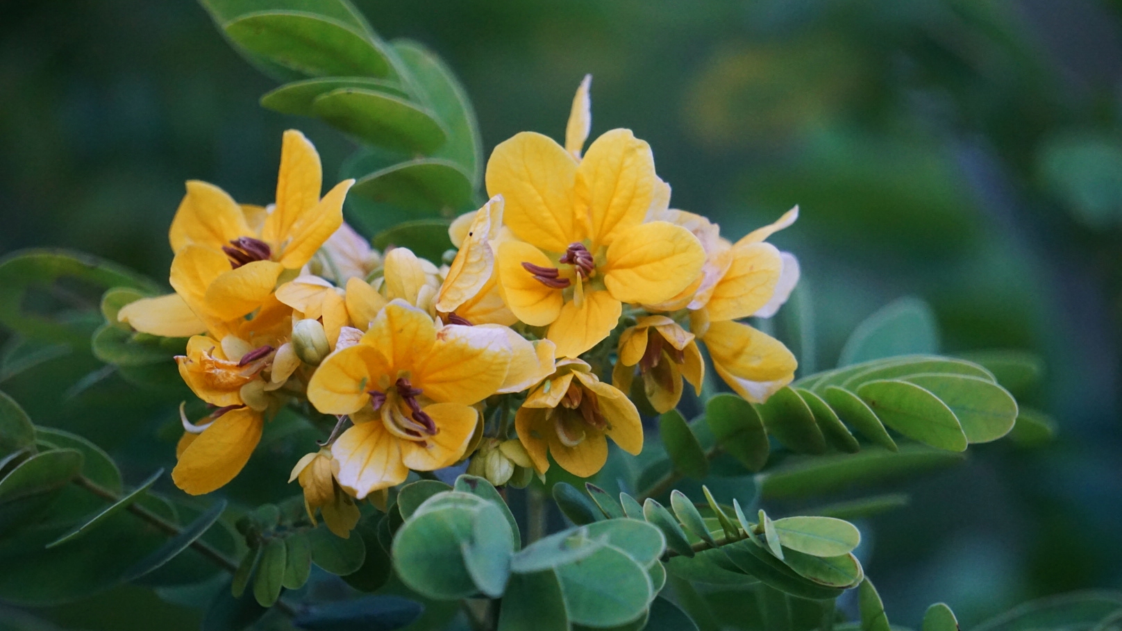 金灿灿的决明花(首发)