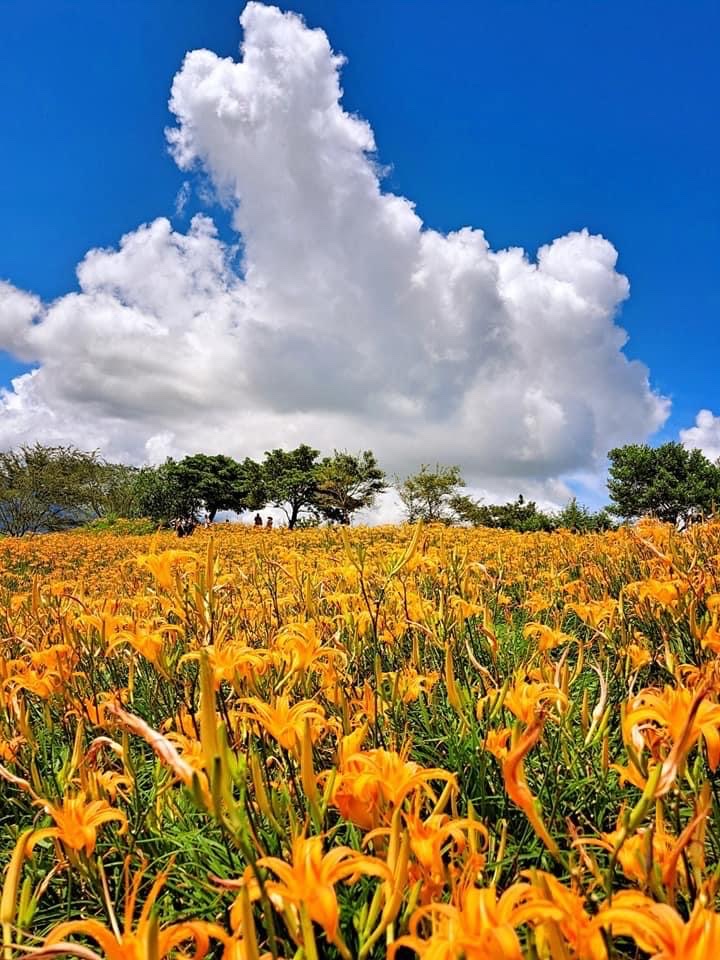 首发〕金针花海