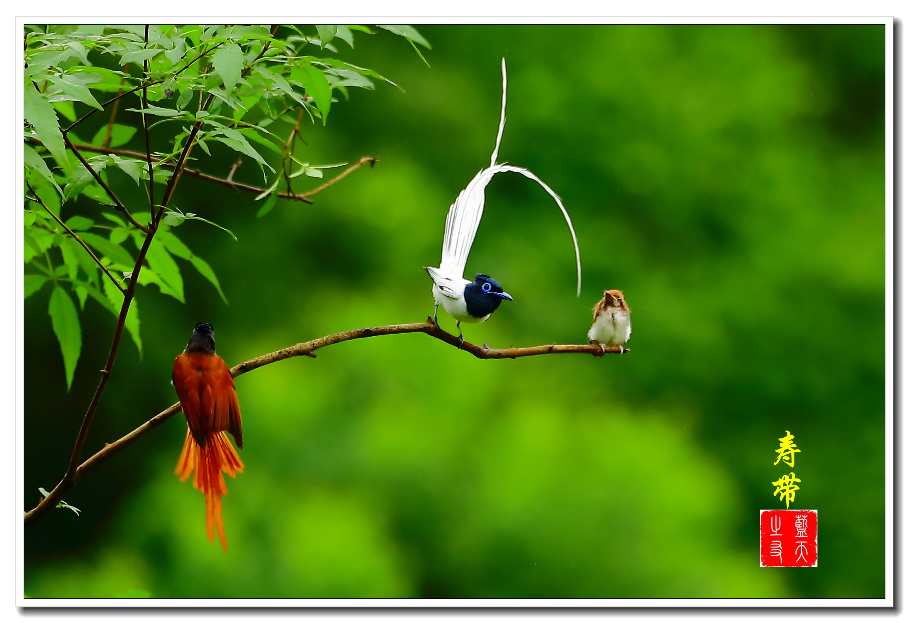 树枝头上的爱·寿带