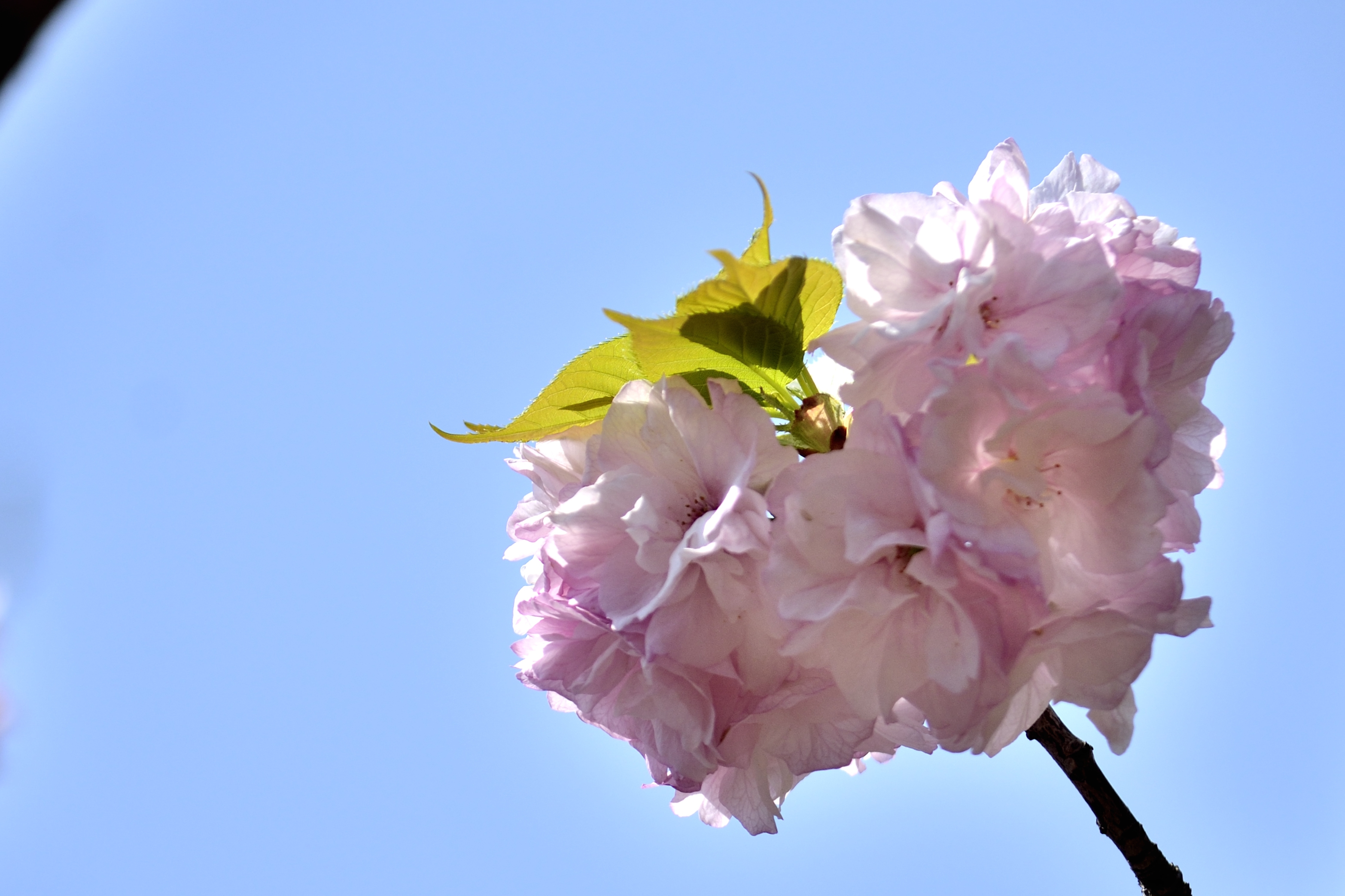 樱花系列一福禄寿樱花(首发)
