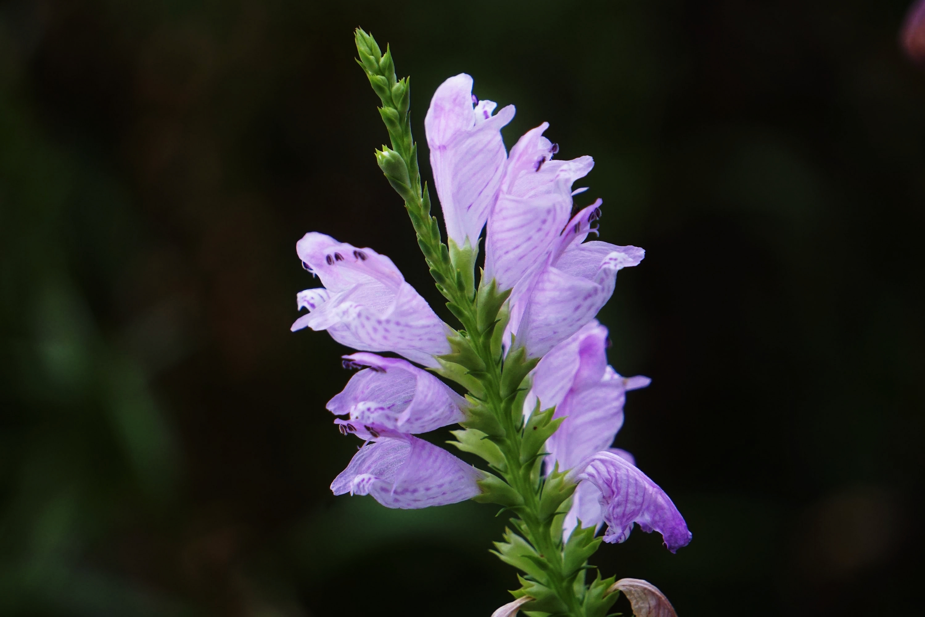 秋天的假龙头花