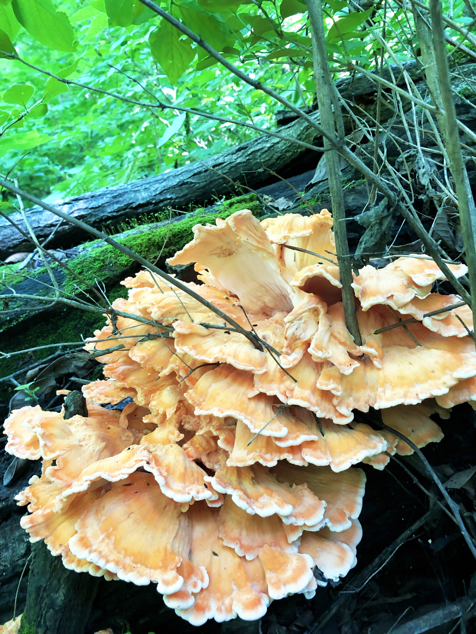 山野风一一树鸡蘑