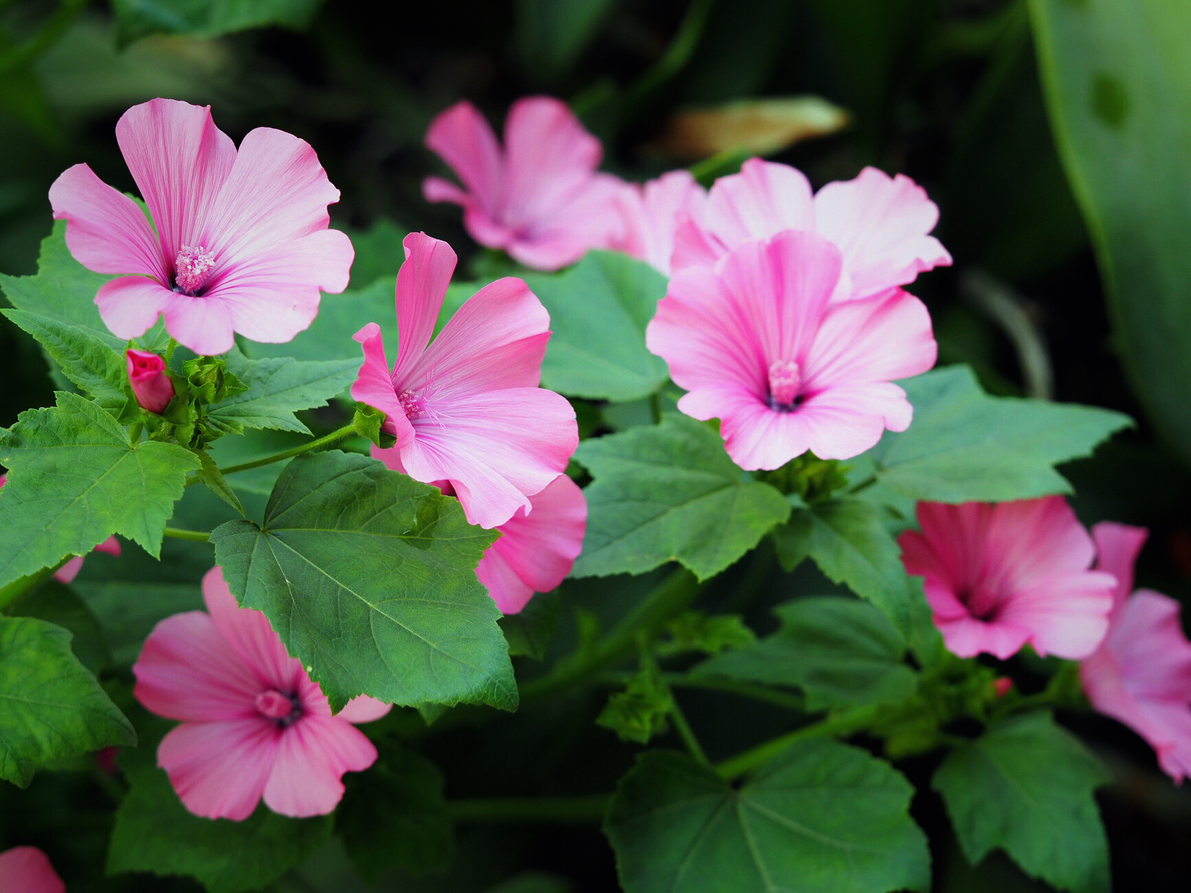 【首发】芙蓉葵