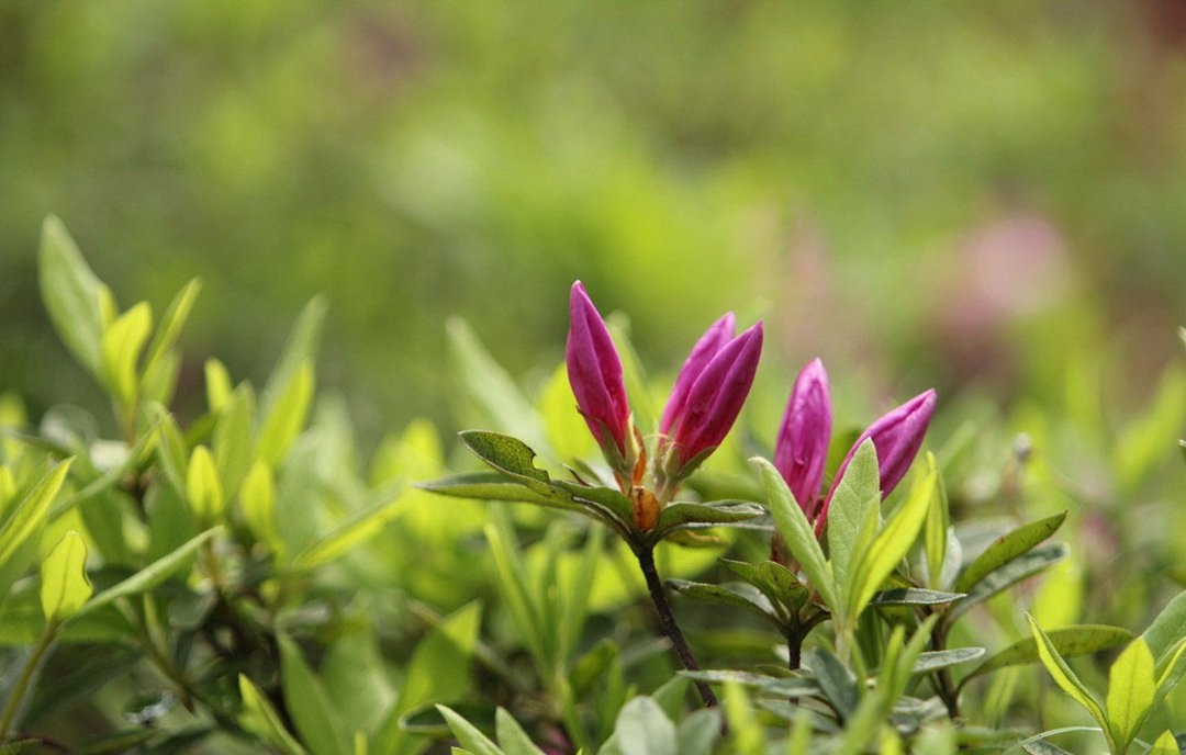 这是什么的芽苞苞?