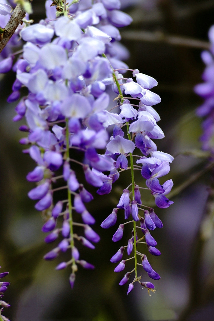 紫藤