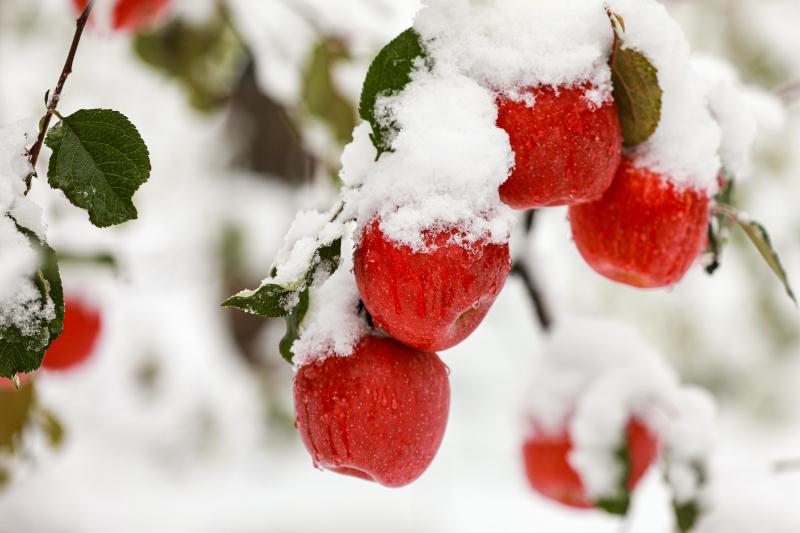 雪中苹果更怡人
