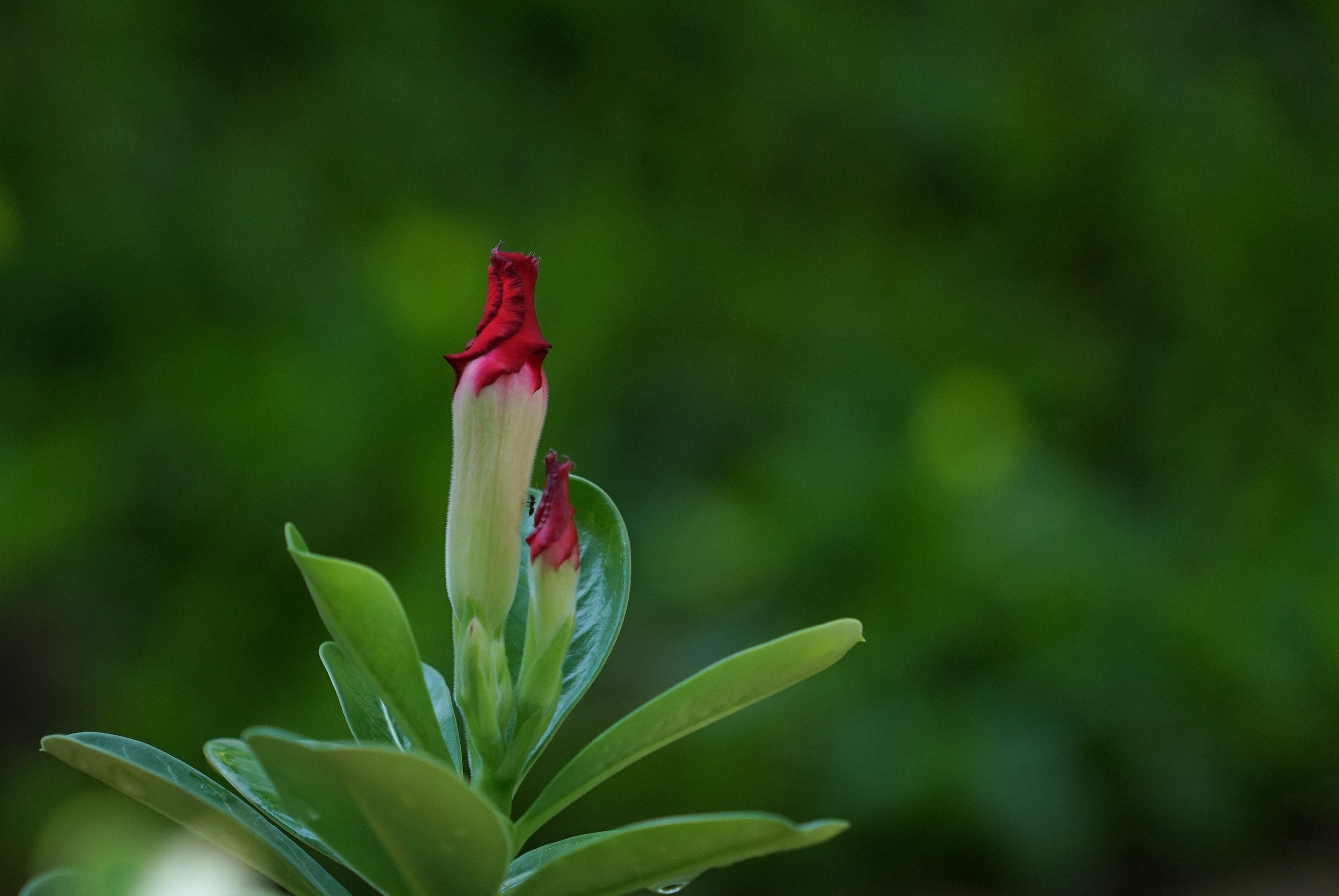 娇艳绚丽天宝花