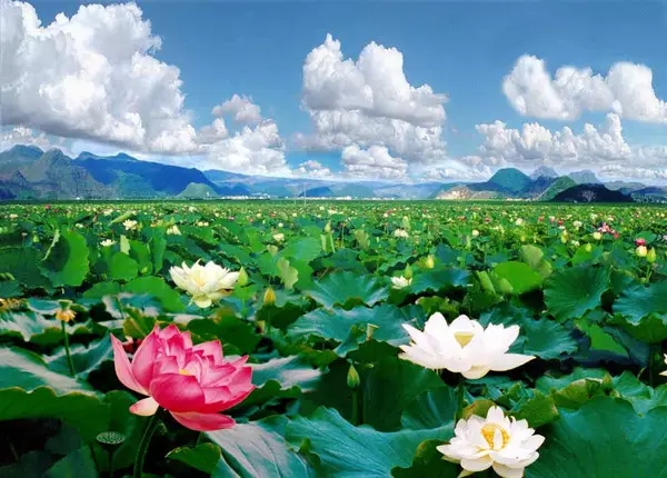 绿色情缘群友赠诗录(三)