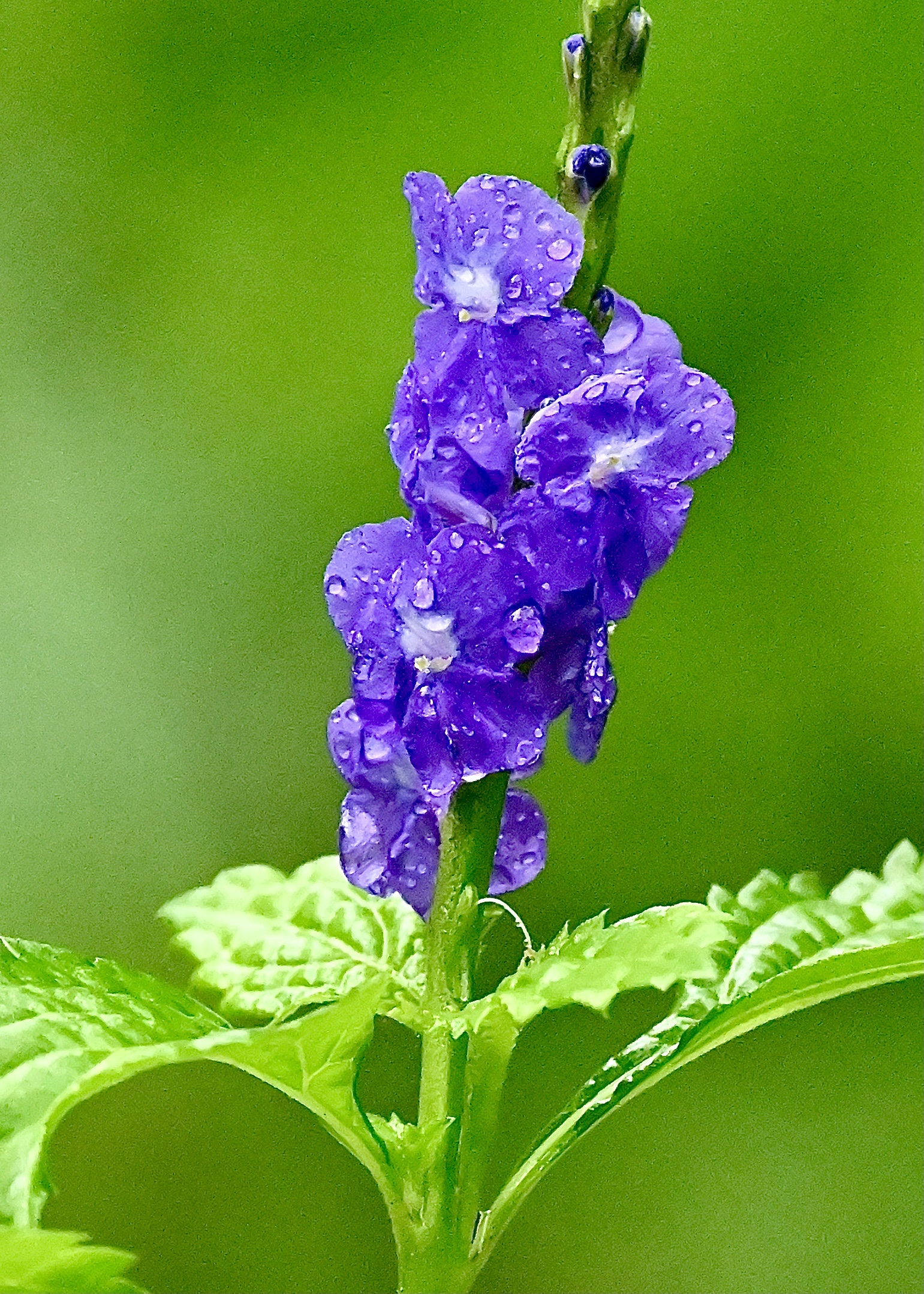 每一棵只會稀疏 開著兩三朵紫藍色的花 哇～紫花 長穗木 只要你看過