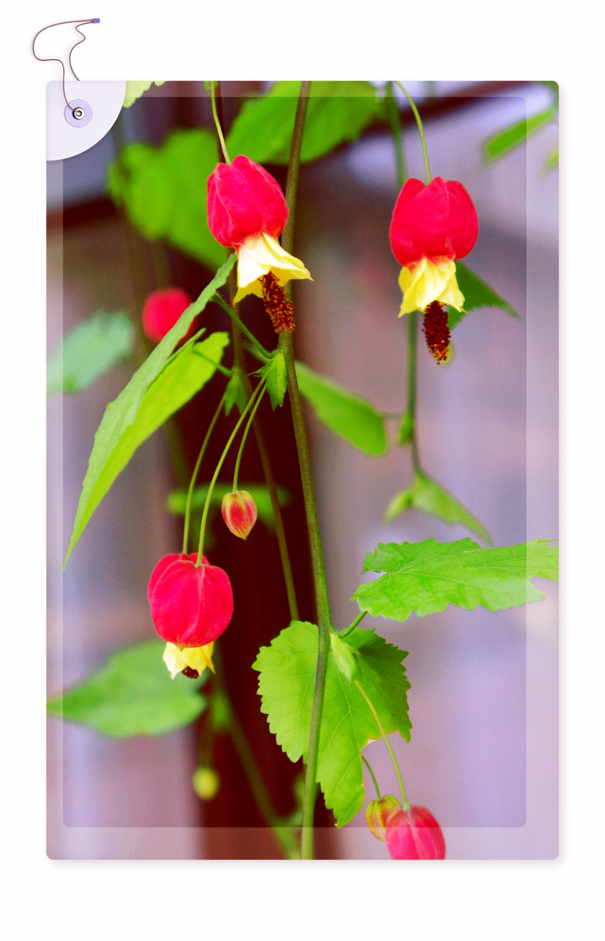 好友约会,遇见风铃花(首发)