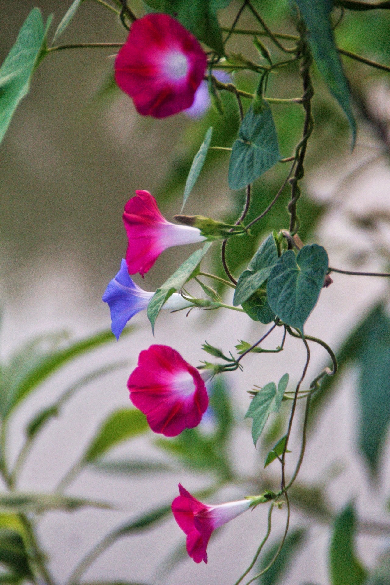 【首发】圆叶牵牛花