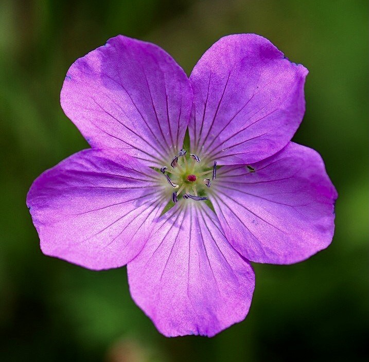 【首发】花城广州～甘青老鹳草