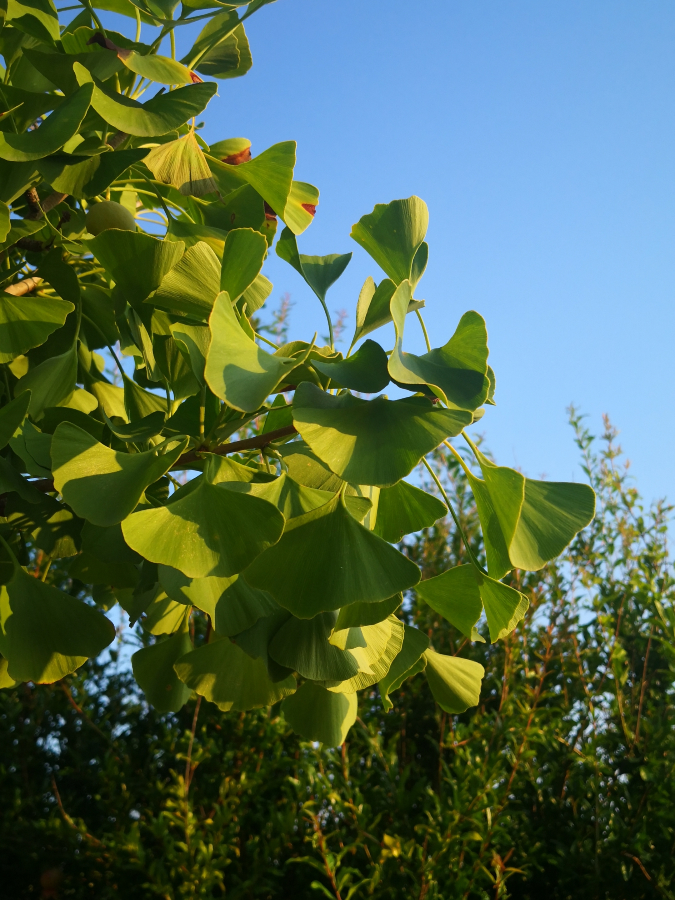 【首发】中秋银杏绿
