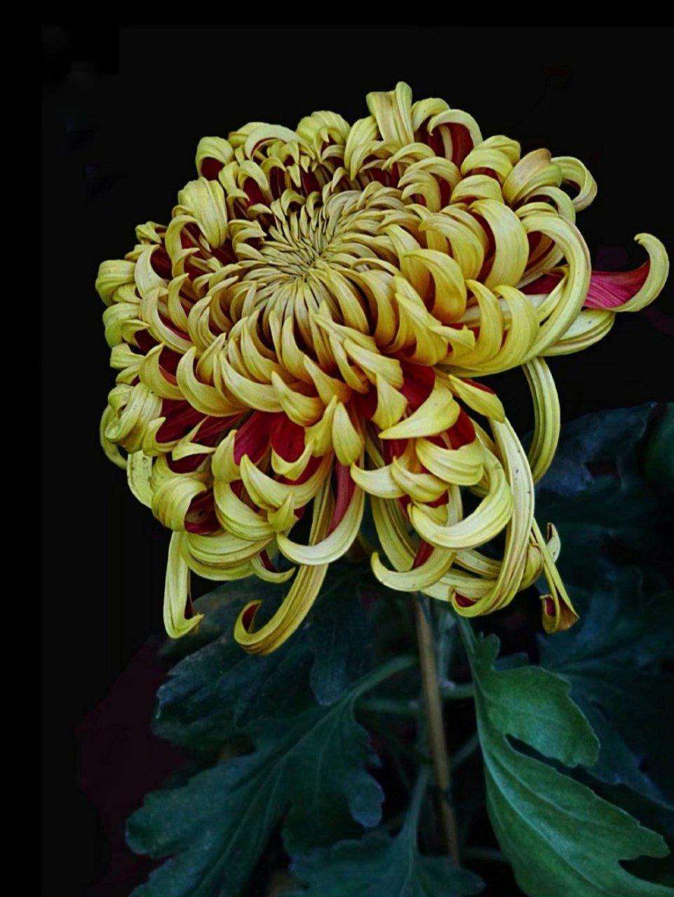 【首发】 寿客花开始觉秋