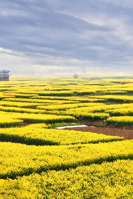 千亩油菜花兴化