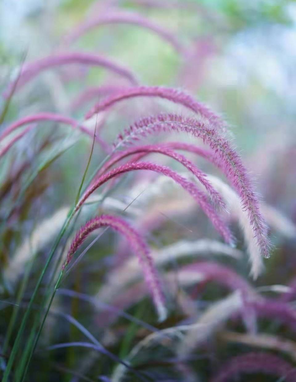 那一缕紫光,带着仙气 在清秋陶醉…… ——题记