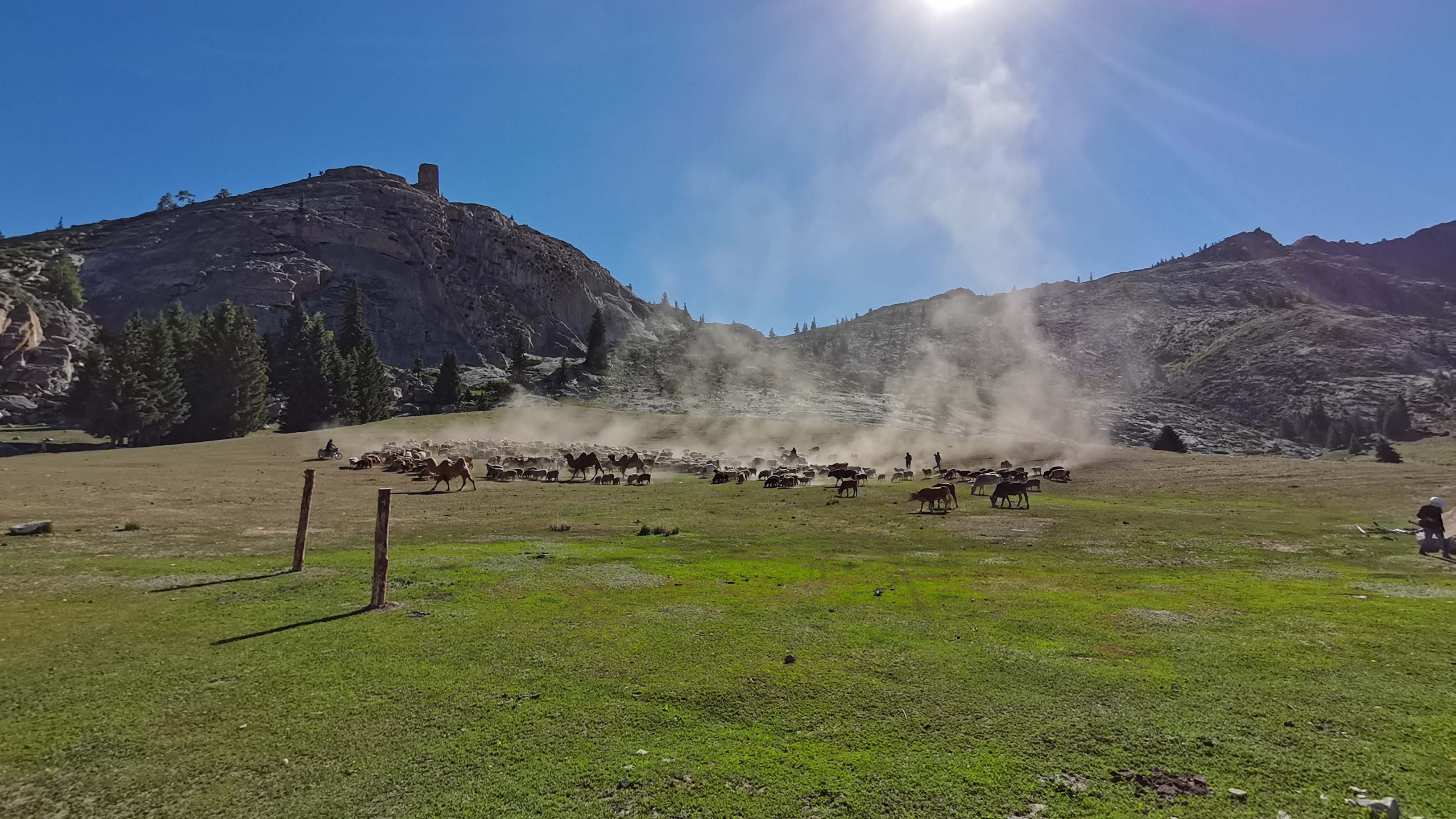可可托海牧羊群